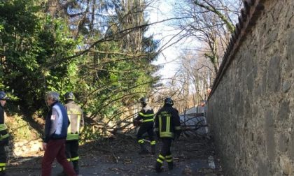 Pianta sradicata dal forte vento si abbatte sulla strada FOTO