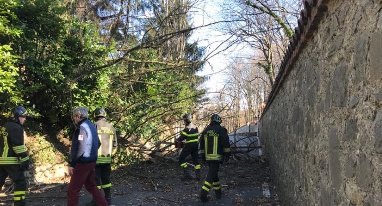 Pianta sradicata dal forte vento si abbatte sulla strada FOTO