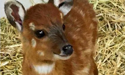 Fiocco rosa a Le Cornelle: la cucciola cerca nome FOTO