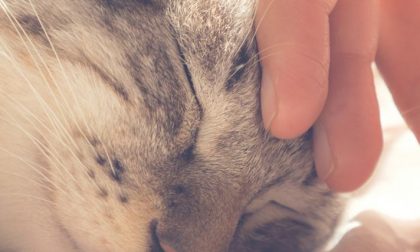 Miao, oggi è la Giornata Nazionale del Gatto