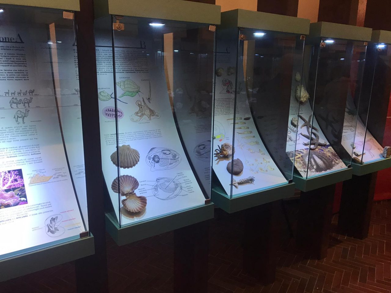 Museo Torri