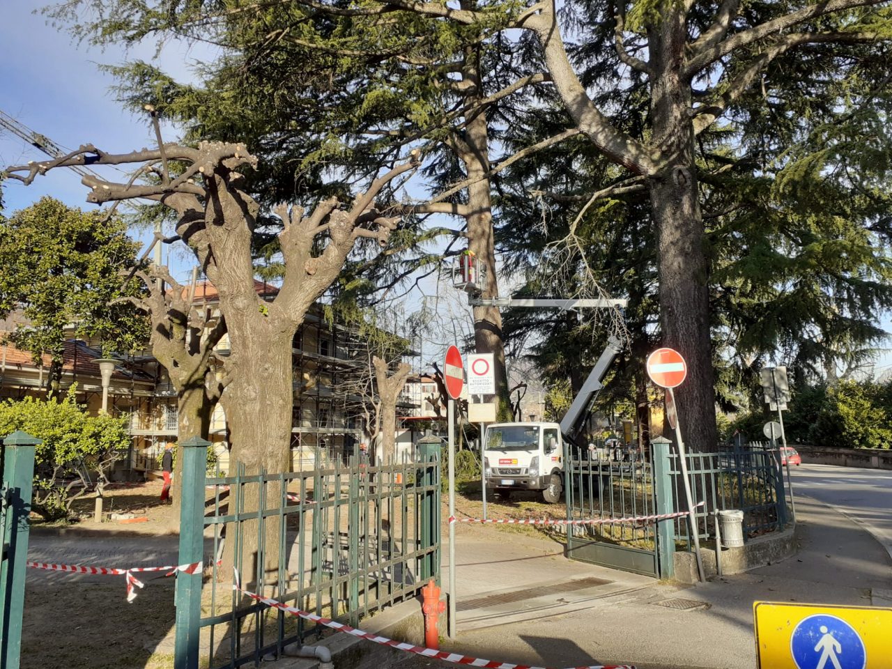 Iniziati i lavori per abbattere i sei cedri a Olginate FOTO