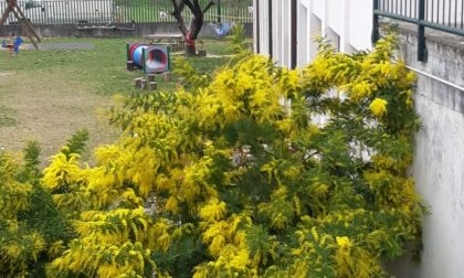 Clima pazzo: a Lecco mimose in fiore con quasi un mese di anticipo FOTO