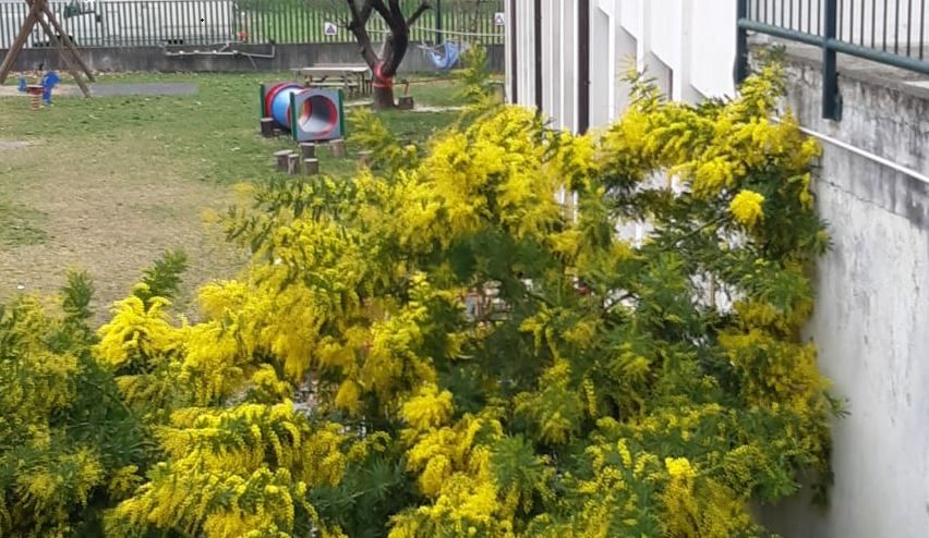 Clima pazzo: a Lecco mimose in fiore con quasi un mese di anticipo FOTO