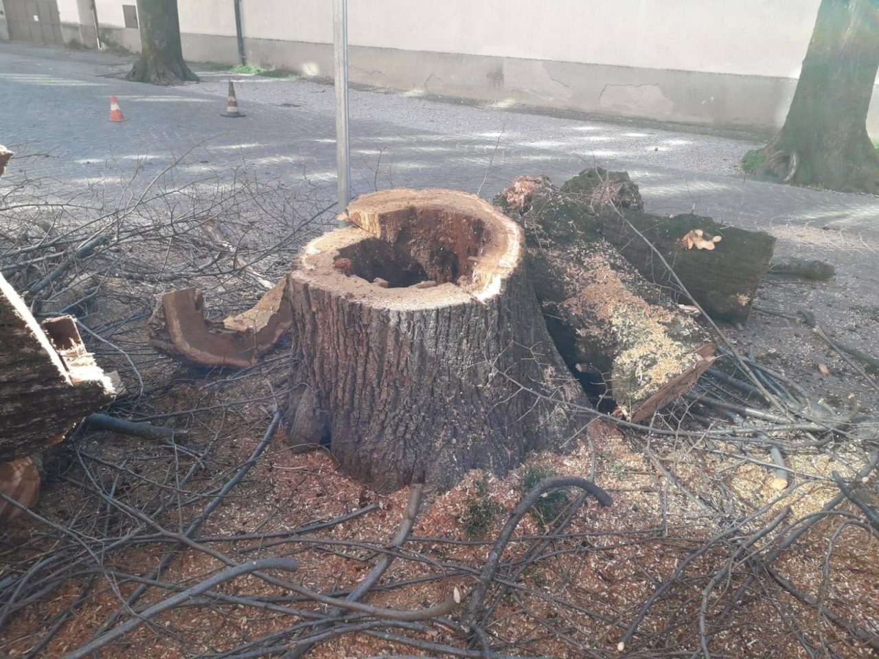 Giù i tigli, sale la protesta: “Erano malati, li sostituiremo”