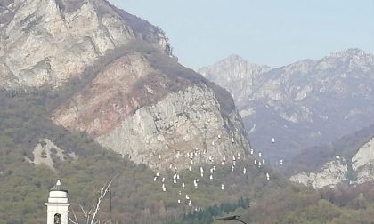 I colombi in volo su Calolzio nei primi giorni di primavera FOTO