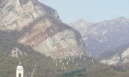 I colombi in volo su Calolzio nei primi giorni di primavera FOTO