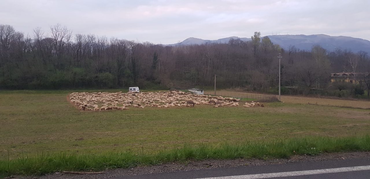 Un gregge di pecore porta un po’ di tenerezza