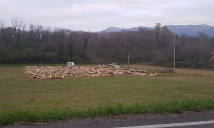 Un gregge di pecore porta un po' di tenerezza