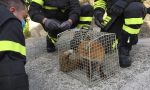 I Vigili del Fuoco salvano una volpe ferita, soccorsi anche 5 micetti FOTO