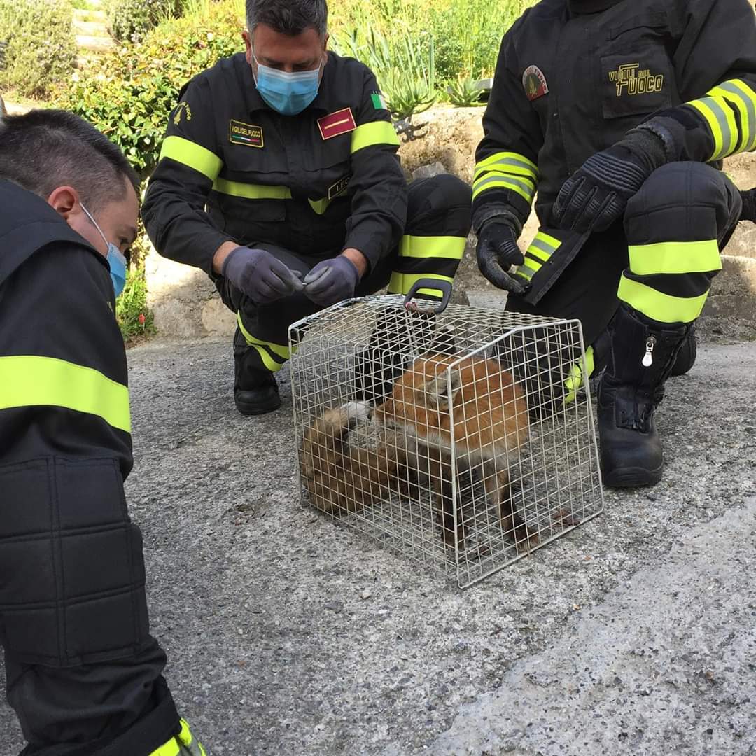I Vigili del Fuoco salvano una volpe ferita, soccorsi anche 5 micetti FOTO