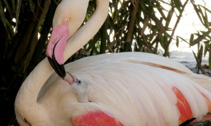 La vita più forte del virus: Cornelle in festa per un nuovo cucciolo VIDEO