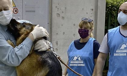 L'emozionante incontro tra il cane e i suoi  padroni usciti dall'ospedale dopo aver sconfitto il Coronavirus VIDEO