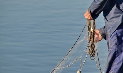 Pesca professionale sul lago di Como: la via l'indagine sul calo dei lavarelli