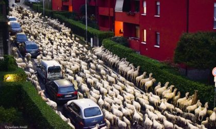 Lecco città di transumanza: sabato 3000 pecore attraverseranno la città