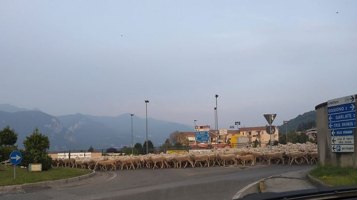 E’ iniziata la transumanza, tradizione dal sapore antico VIDEO