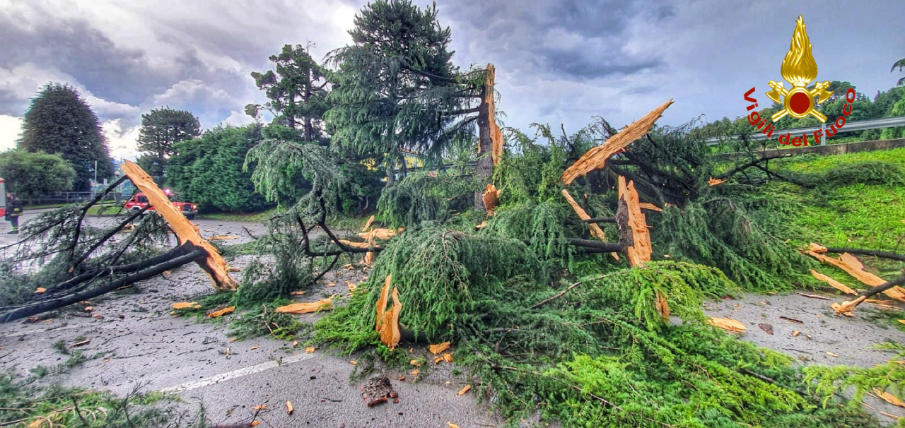 Fulmine colpisce un albero di 20 metri: la pianta esplode FOTO