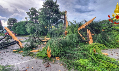 Fulmine colpisce un albero di 20 metri: la pianta esplode FOTO
