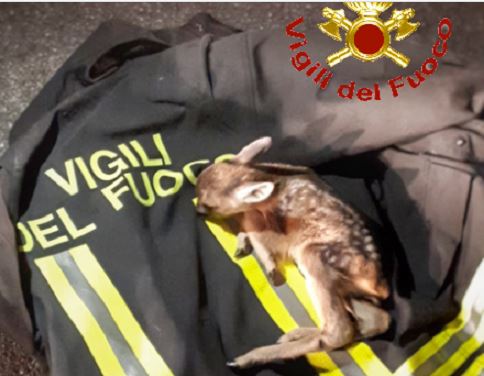 I Vigili del Fuoco salvano un cerbiatto precipitato