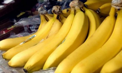 140 chili di cocaina nelle casse di banane, sequestri nelle Coop svizzere