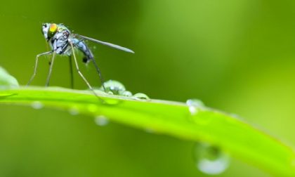 Studio ISS, le zanzare non trasmettono il coronavirus