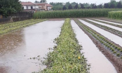 Maltempo, la grandine è tornata a flagellare  le due province lariane: danni ingenti nei campi