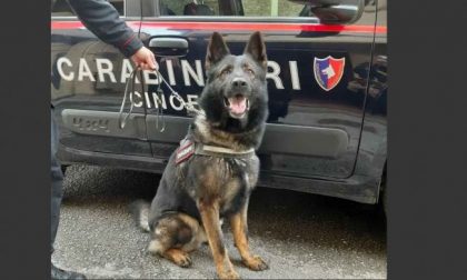 Il cane antidroga “Harry” non perdona: arrestato spacciatore