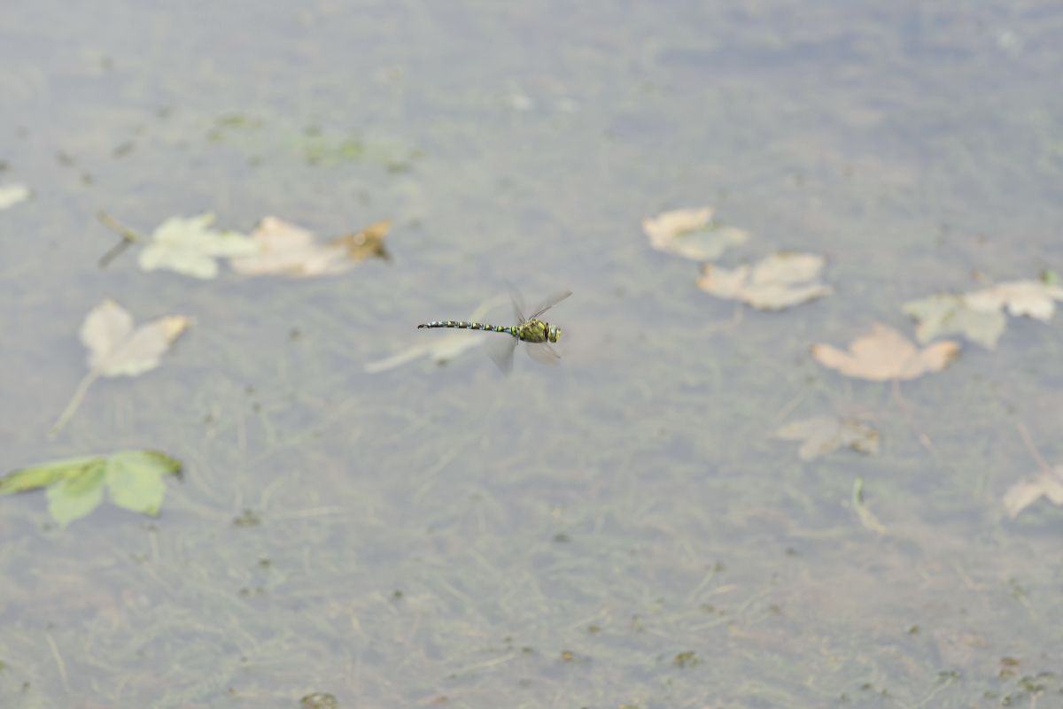 traversata bassa Libellula foto Mauro Lanfranchi