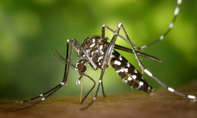 Sospetto caso di Dengue a Pescate
