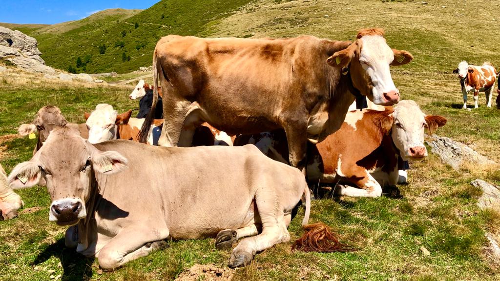 Ultimi giorni di rientro dalla montagna per mandrie e greggi