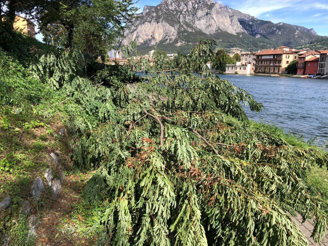 Il vento sradica una pianta che si schianta sulla pista ciclabile FOTO