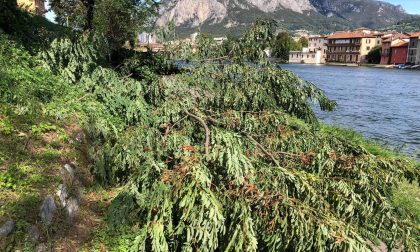 Il vento sradica una pianta che si schianta sulla pista ciclabile FOTO