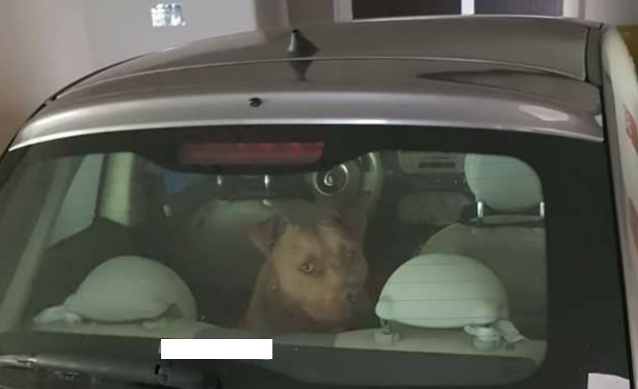 Cane segregato in auto in garage  e al buio: scatta la denuncia degli animalisti
