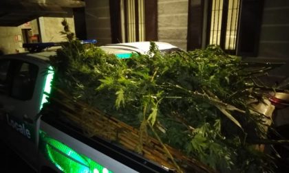 Tre piantagioni di marijuana in Alto Lago: sequestrati oltre 120 chilogrammi di droga