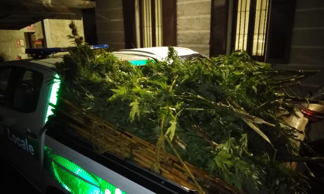 Tre piantagioni di marijuana in Alto Lago: sequestrati oltre 120 chilogrammi di droga