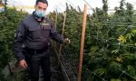 In Lombardia sequestrata la più grande piantagione di marijuana mai vista in Italia: 115.800 piante FOTO E VIDEO