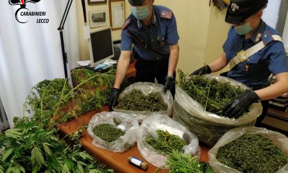 Sul Lago scovata una piantagione di cannabis, la coltivava un 55enne FOTO