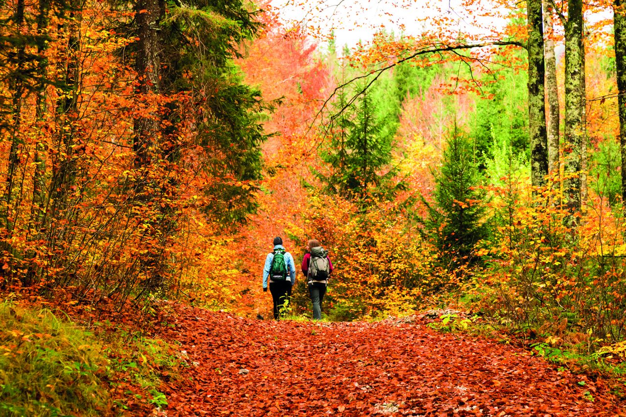 Tutti pazzi per il foliage: c’è anche un concorso fotografico