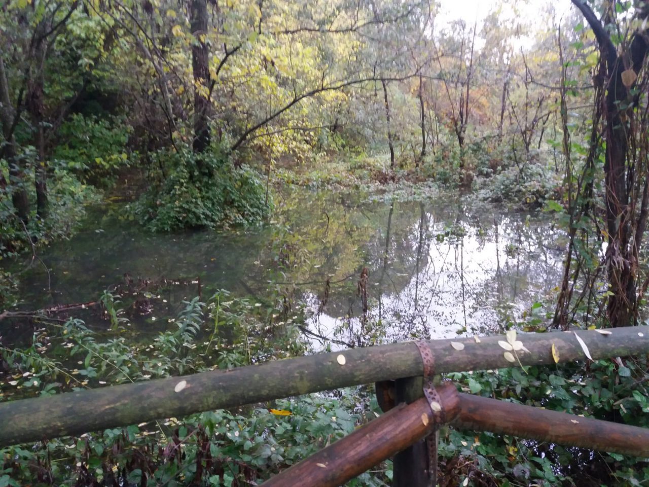 L’Adda in piena esonda nel parco di Fara FOTO