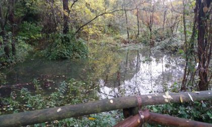 L’Adda in piena esonda nel parco di Fara FOTO