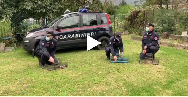 Orrore, uccelli vivi usati come “esche”: denunciato dai Carabinieri VIDEO
