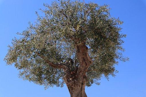 Stagione olearia 2020: al via il censimento degli olivi