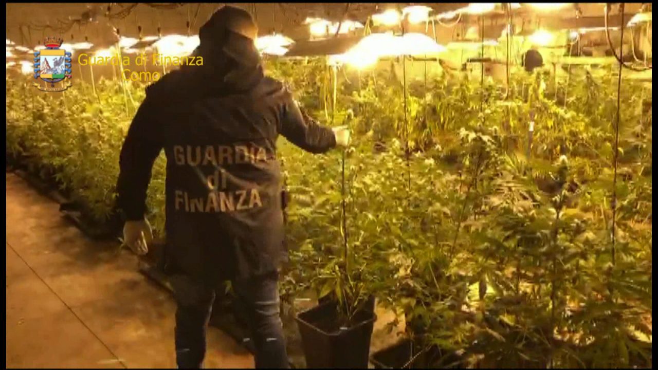 Sequestrate 500 piante di marijuana all’interno di un capannone FOTO e VIDEO