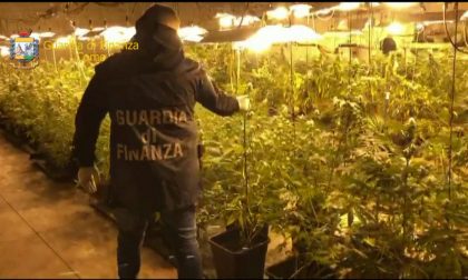 Sequestrate 500 piante di marijuana all’interno di un capannone FOTO e VIDEO