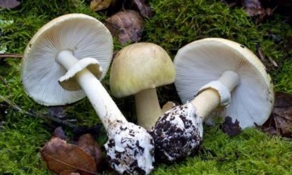 88enne mangia per sbaglio un’amanita falloide. Salva grazie alle cure