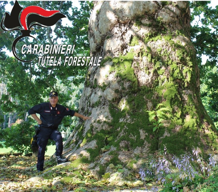 Alberi monumentali: un patrimonio da difendere