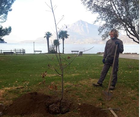 Piantati cinque alberi in memoria delle vittime del Covid FOTO