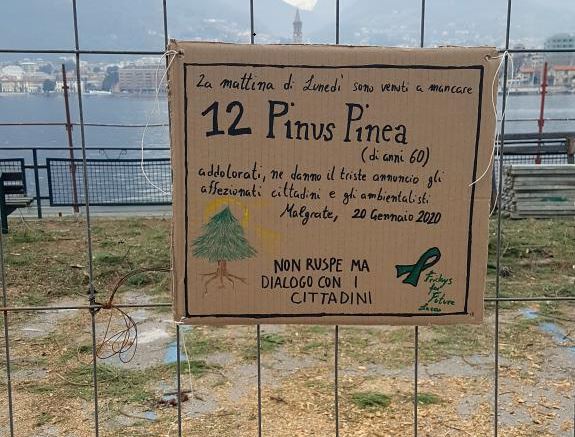 Il Ministero dell’Ambiente chiede verifiche sul taglio dei pini di Malgrate FOTO