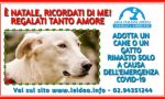 "E' Natale, ricordati di me": campagna di adozione di cani e gatti rimasti soli a causa della pandemia