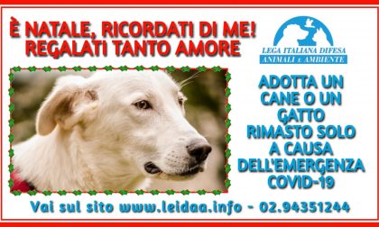 "E' Natale, ricordati di me": campagna di adozione di cani e gatti rimasti soli a causa della pandemia